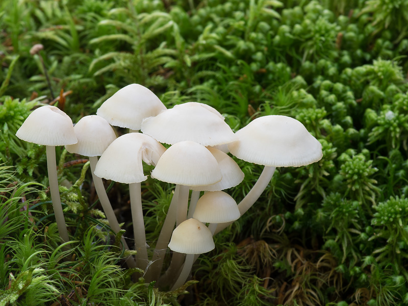 Mycena laevigata